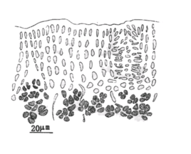 “中欧体育官网入口,中欧体育官方下载,中欧体育平台”范加尔:克圣针对我是政治问题 穆帅诚实我总跟他吵(图1) 中欧体育官网入口,中欧体育官方下载,中欧体育平台